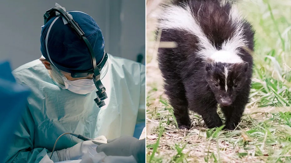 Michigan man dies of rabies after receiving kidney from infected donor who saved kitten from skunk: CDC