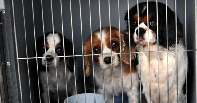 Trump EPA Commits to Ending Testing on Mammals, Reversing Biden Admin Decision