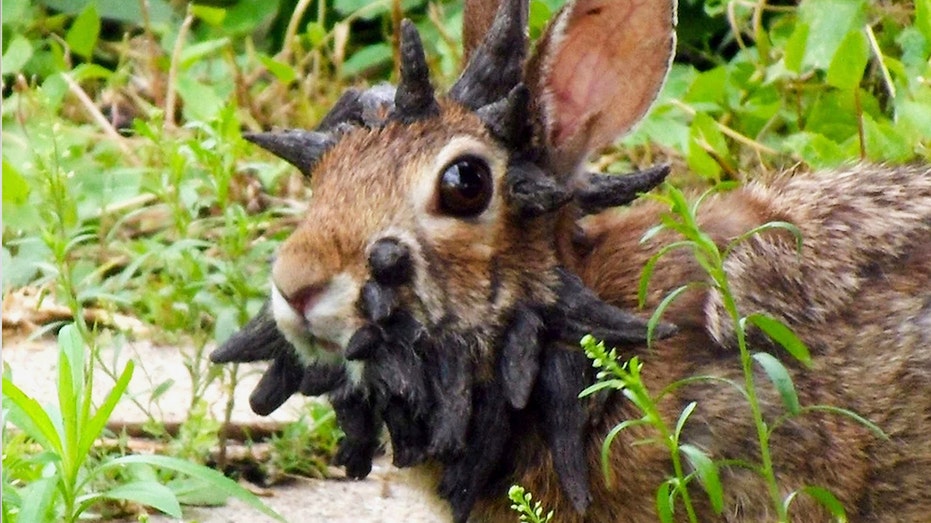 DAN GAINOR: The 7 craziest stories of 2025. You won’t believe what made this list